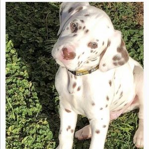 Meet your Posher, Vincent